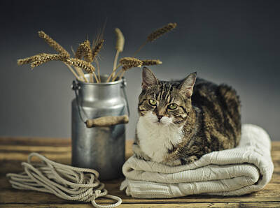 Mammals Royalty-Free and Rights-Managed Images - Cat Portrait by Nailia Schwarz