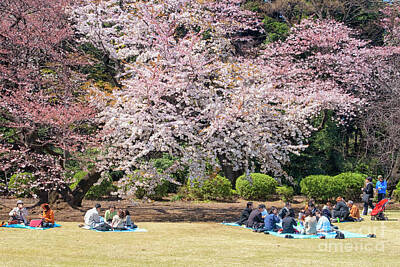 Travel Pics Rights Managed Images - People in park at cherry blossom festival Royalty-Free Image by Patricia Hofmeester