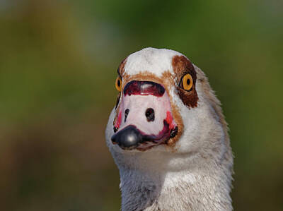 Space Photographs Of The Universe - Egyptian Goose Staring by Jill Nightingale