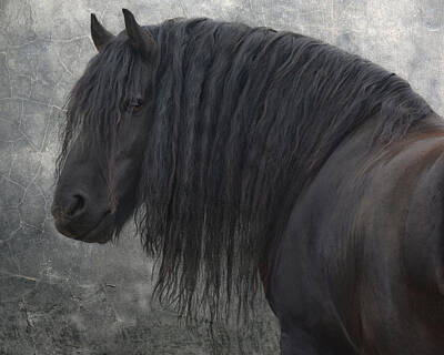 Animals Photo Rights Managed Images - Frisian Stallion Royalty-Free Image by Joachim G Pinkawa