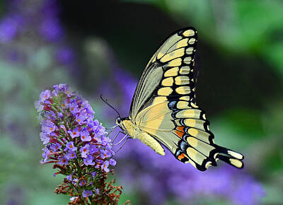 Kitchen Food And Drink Signs - Giant Swallowtail by Rodney Campbell