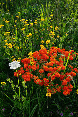 School Teaching Royalty Free Images - Glacial Wildflowers Royalty-Free Image by Ray Mathis