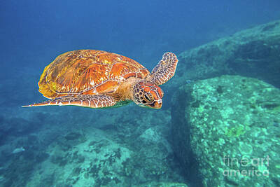 Vintage Diner Cars - Green turtle at Similan by Benny Marty