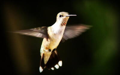 Music Figurative Potraits - Hummingbird by Travis Truelove