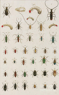 Animals Photos - Insects, Sebas Thesaurus, 1734 by Science Source