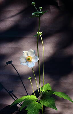 Abstract Utensils - Japanese Anemone by Jeff Townsend