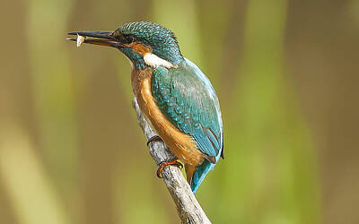 Royalty-Free and Rights-Managed Images - Kingfisher by Paul Neville