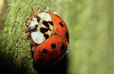Lady Bug - Asian Lady Beetle by Larah McElroy
