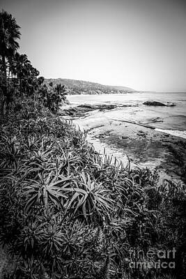 Pineapple - Laguna Beach Black and White Photo by Paul Velgos