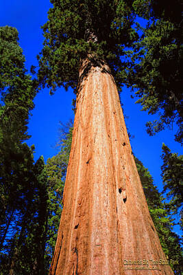 Fairy Tales Adam Ford Royalty Free Images - Giant Sequoia Trees III Royalty-Free Image by LeeAnn McLaneGoetz McLaneGoetzStudioLLCcom