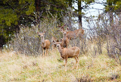 Steven Krull Royalty Free Images - Mule Deer in the Pike National Forest Royalty-Free Image by Steven Krull