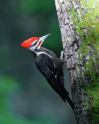 Billiard Balls - Pileated Woodpecker on tree by Mark Wallner