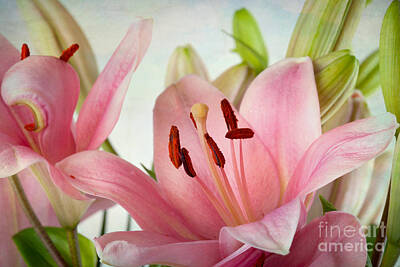 Lilies Royalty Free Images - Pink Lilies Royalty-Free Image by Nailia Schwarz