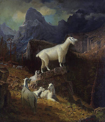 Mountain Paintings - Rocky Mountain Goats by Celestial Images