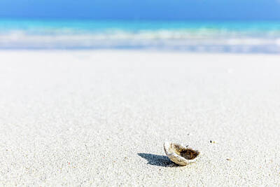 Yukon Wildflowers - Shell, coral reef on sandy tropical beach in Maldives by Michal Bednarek
