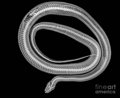 Reptiles Photos - Snake under x-ray by Guy Viner