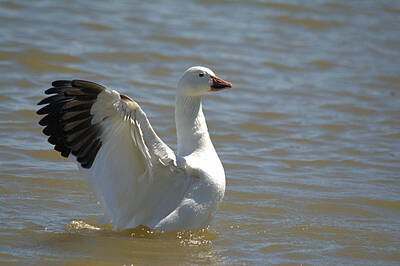Whimsical Flowers Royalty Free Images - Snow Goose Drying Its Wings Royalty-Free Image by Roy Williams