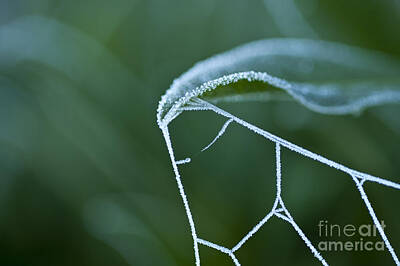 Studio Grafika Typography Royalty Free Images - Spider Web In Frost Royalty-Free Image by Jim Corwin