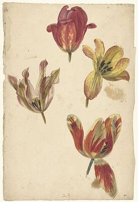 Easter Egg Hunt Royalty Free Images - Studies of Four Tulips, Elias van Nijmegen, c. 1700 - c. 1725 Royalty-Free Image by Celestial Images