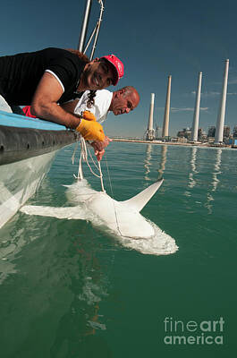 Chris Walter Rock N Roll - tagging a sandbar shark Carcharhinus plumbeus by Hagai Nativ