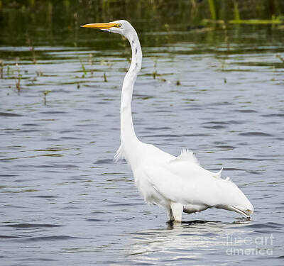 Antlers - The Great White Egret by Ricky L Jones