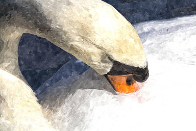 Royalty-Free and Rights-Managed Images - The Proud Swan Art by David Pyatt
