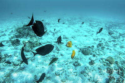 Rustic Cabin - Underwater coral reef and fish in Indian Ocean, Maldives. by Michal Bednarek