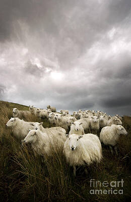 Mammals Photos - Welsh lamb by Ang El