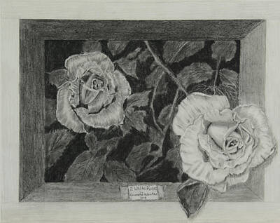 Roses Drawings - 2 White Roses by Quwatha Valentine
