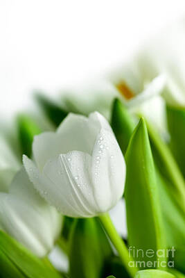 Floral Photos - White Tulips by Nailia Schwarz
