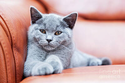 Leonardo Da Vinci - Young cute cat resting on leather sofa. The British Shorthair kitten with blue gray fur by Michal Bednarek