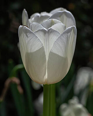 Edward Hopper - White Tulip by Robert Ullmann