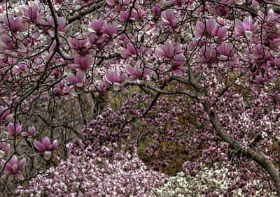 Cultural Textures - Magnolia Trees by Robert Ullmann