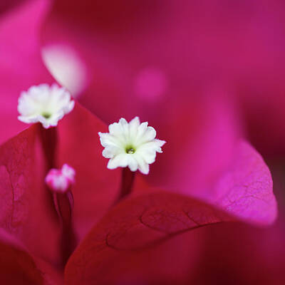 Food And Beverage Royalty Free Images - Bougainvillea Royalty-Free Image by MindGourmet Food for Thought