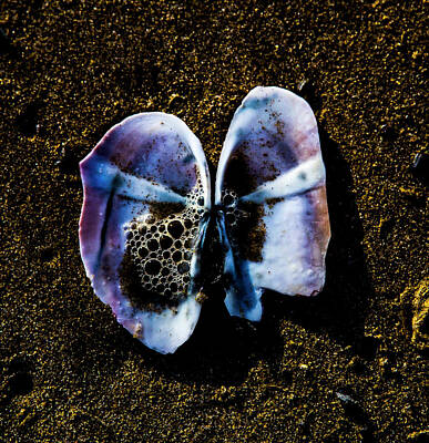 Nailia Schwarz Food Photography - Fallen Butterfly by Angus HOOPER III