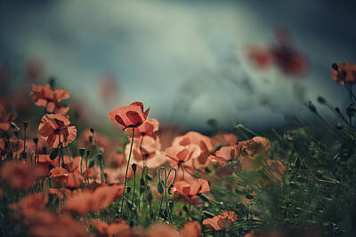 Floral Photos - Poppy Meadow by Nailia Schwarz
