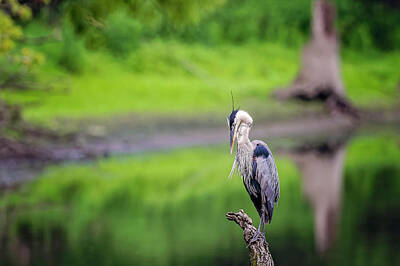 Cities Royalty Free Images - Blue Heron Royalty-Free Image by Peter Lakomy