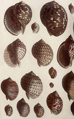 Spot Of Tea - Aquatic Animals - Seafood - Shells - Snails by ArtBeOk Com