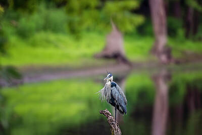 Buddha - Blue Heron by Peter Lakomy