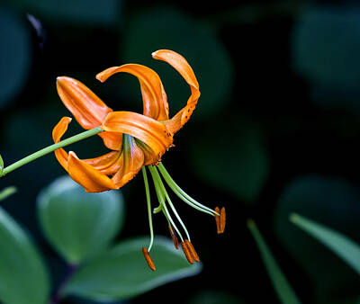 Lilies Photos - Lily by Robert Ullmann