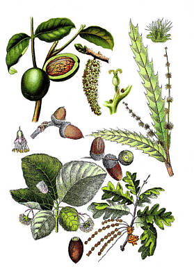 Travel - Various Medicinal Plants by Bildagentur-online
