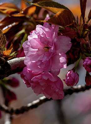 Vintage Tees - Cherry Blossoms by Robert Ullmann