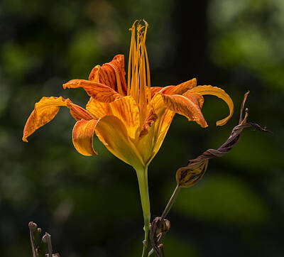 Lilies Photos - Lily by Robert Ullmann