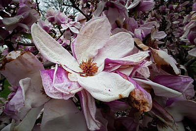 Yukon Wildflowers - Magnolia Blossoms by Robert Ullmann