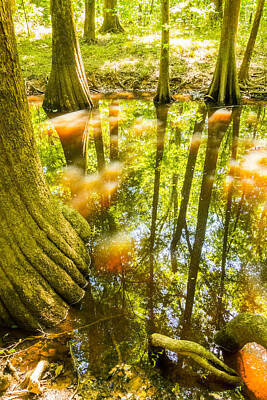 Aretha Franklin - cypress forest and swamp of Congaree National Park in South Caro by Alex Grichenko