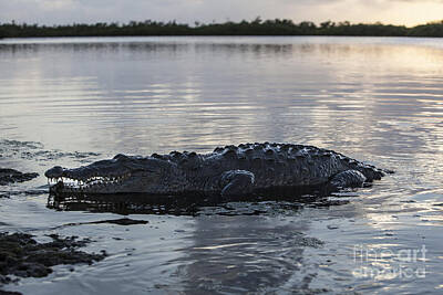 Reptiles Photos - A Large American Crocodile Surfaces by Ethan Daniels