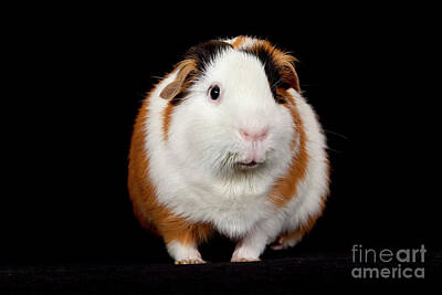 Outerspace Patenets Rights Managed Images -  American Guinea Pigs - Cavia porcellus Royalty-Free Image by Anthony Totah