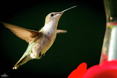 Skiing And Slopes - Backyard Hummingbird by Phil And Karen Rispin
