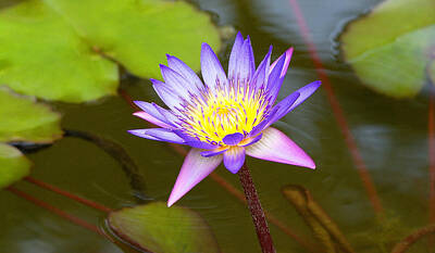 Storm Clouds Colt Forney Royalty Free Images - Beautiful And Colorful Water Lilies Royalty-Free Image by Roy Williams