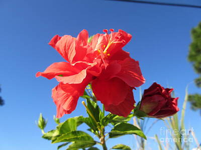 Kids Cartoons Royalty Free Images - Bougainvillea Royalty-Free Image by Frederick Holiday
